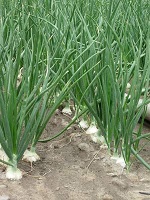 field of onions